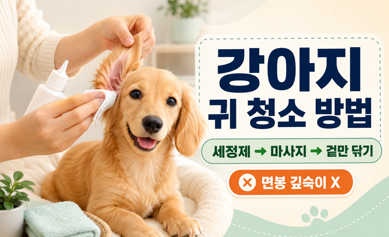 강아지 귀 청소 방법과 귀 세정제 사용법 대표 이미지
