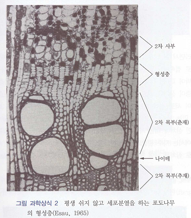 포도나무 형성층