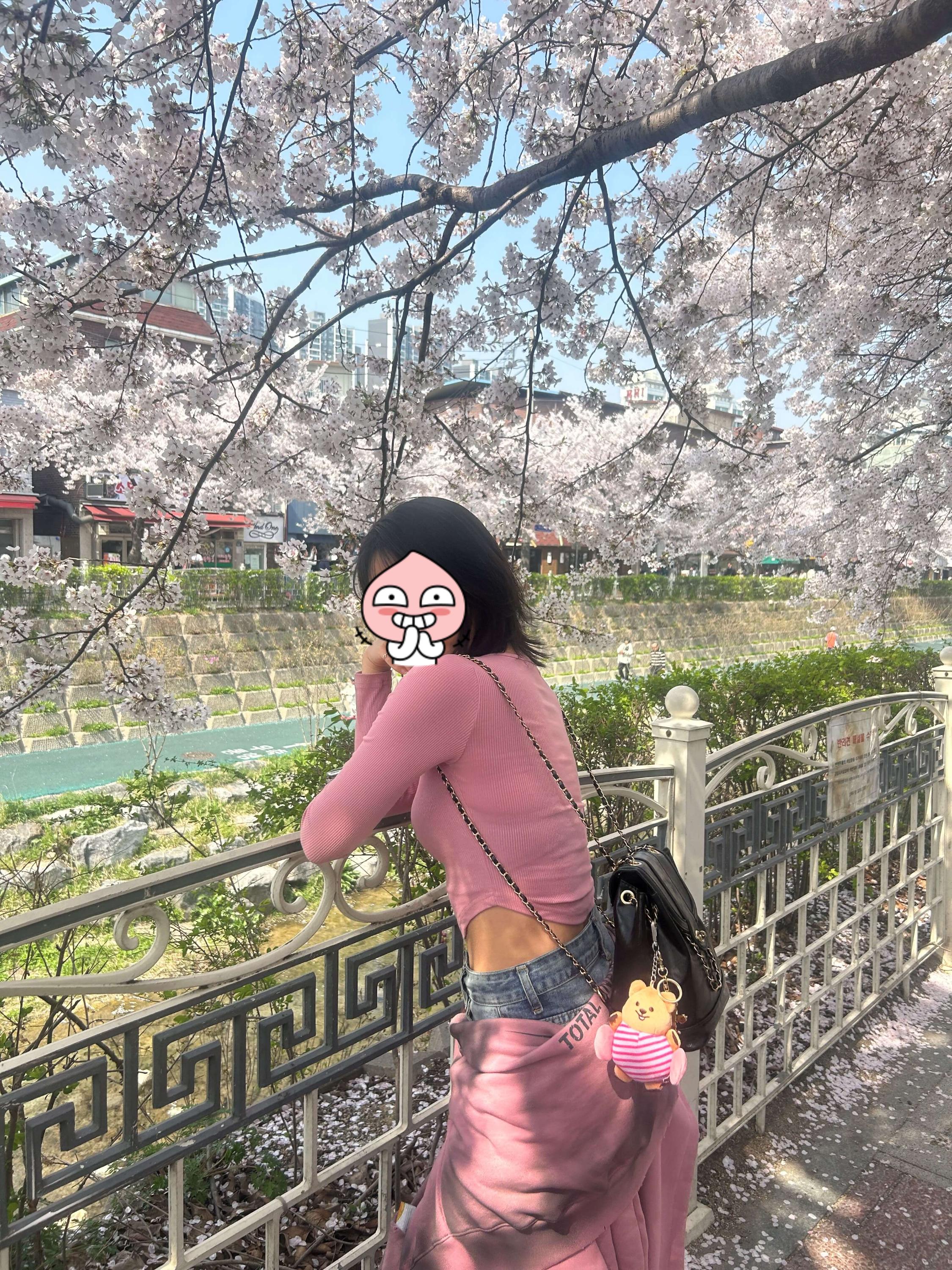 서울시내벚꽃명소 성북천에서 벚꽃놀이