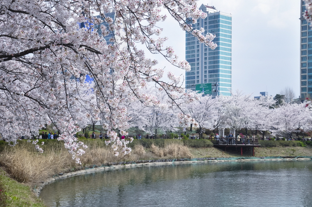 2024 벚꽃 개화시기 : 벚꽃 축제 일정, 축제 명소, 진해 군항제