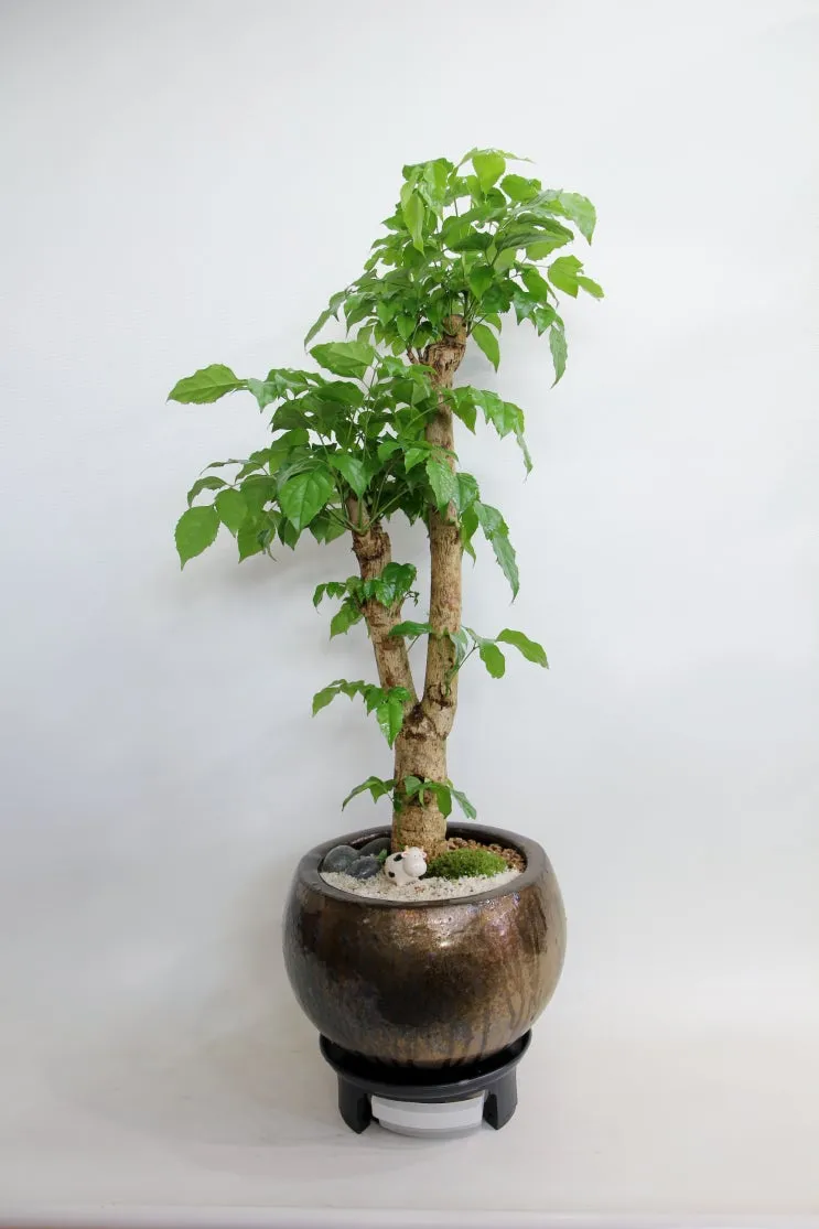 녹보수 물주기 광량관리 환기요령 비료주기 침실 거실 추천_3