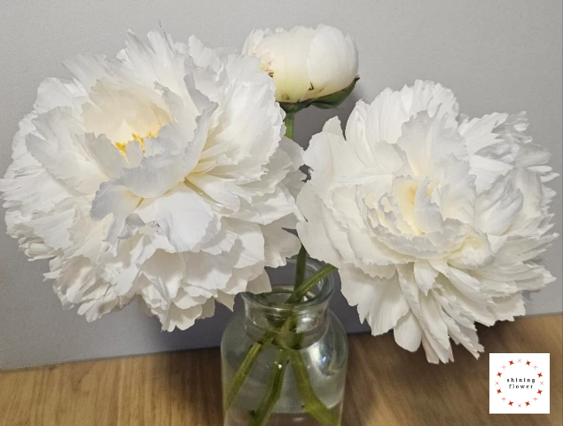 꽃님이-작약3송이-수령 직후 화병에 담은 것