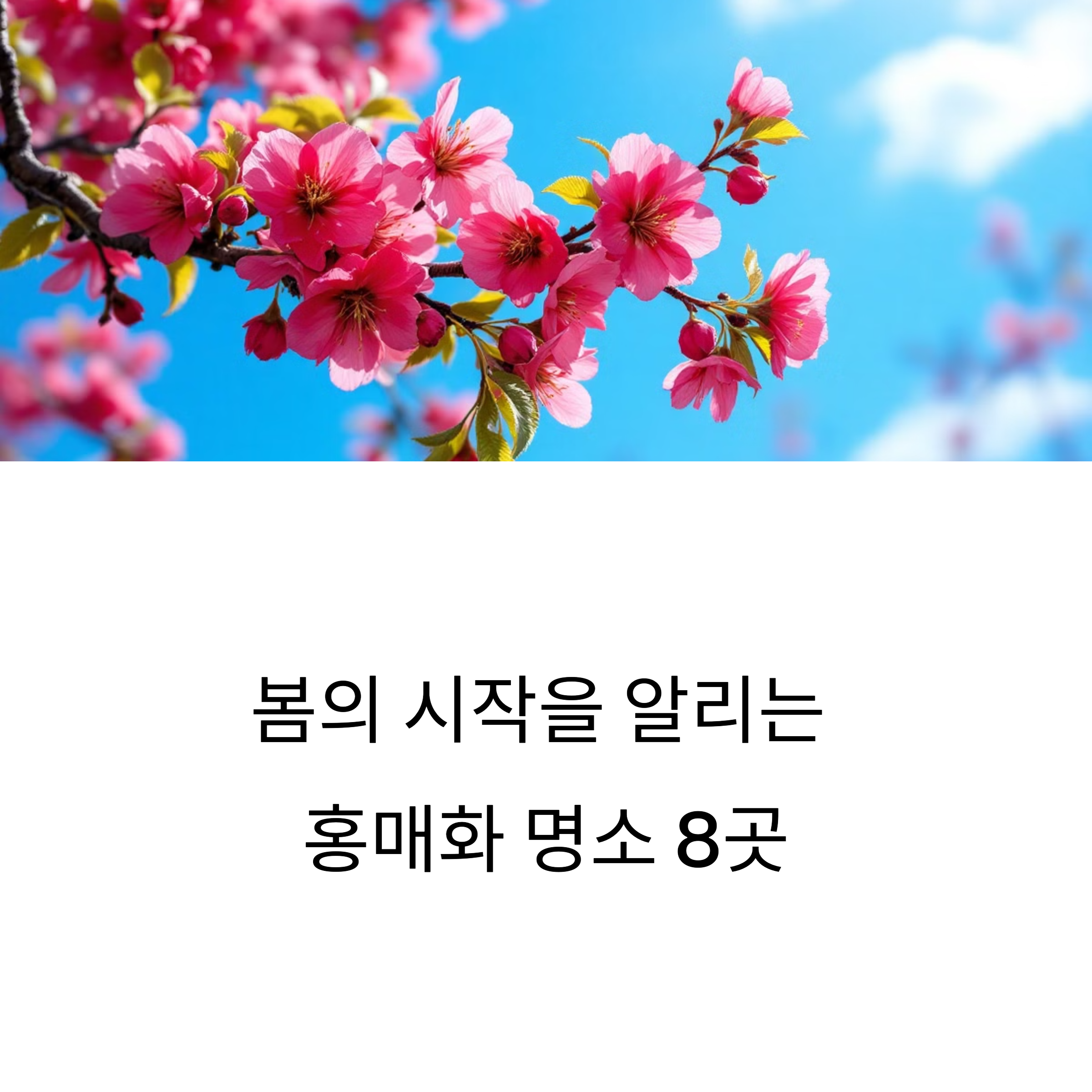 홍매화 명소 총정리