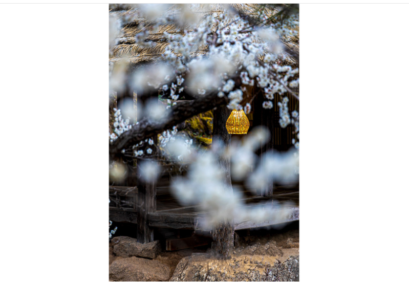 광양 매화 개화시기