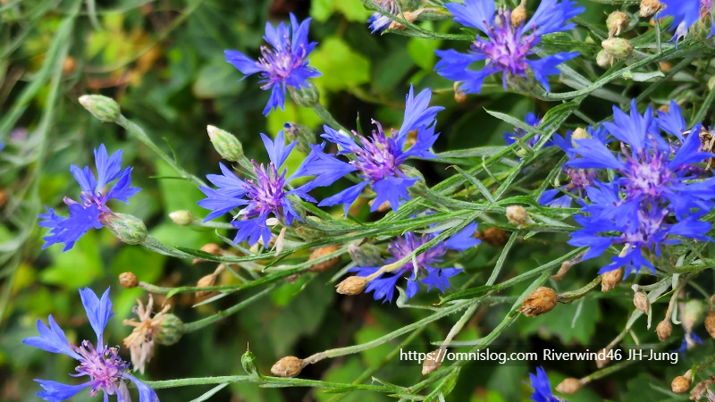 수레국화 Cornflower