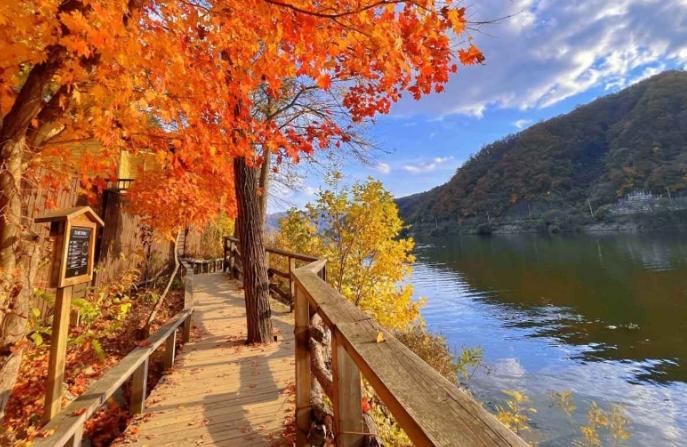 가을 단풍여행 : 남이섬