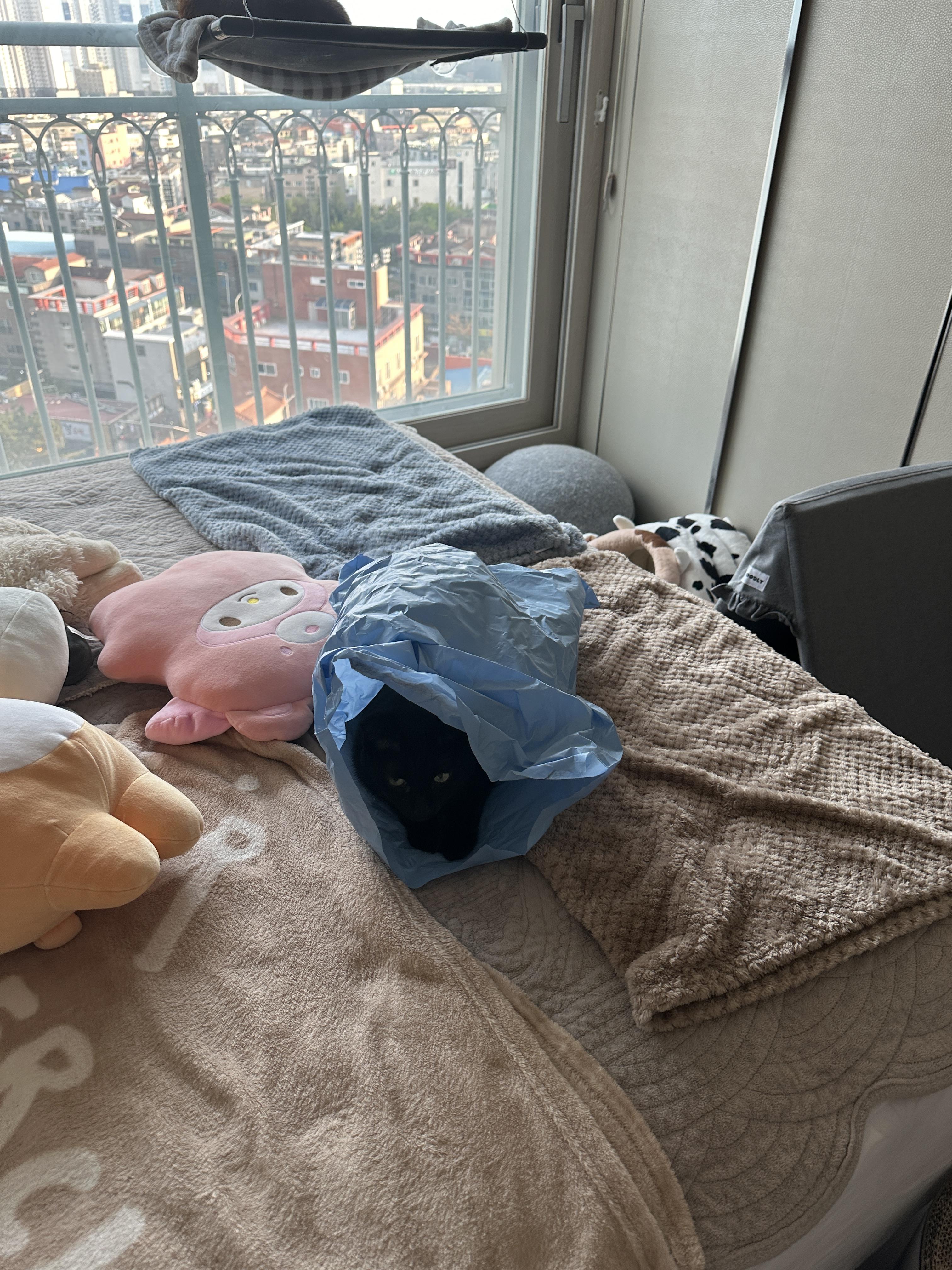 봉지_안에_들어가_있는_올블랙고양이_건이_black_cat