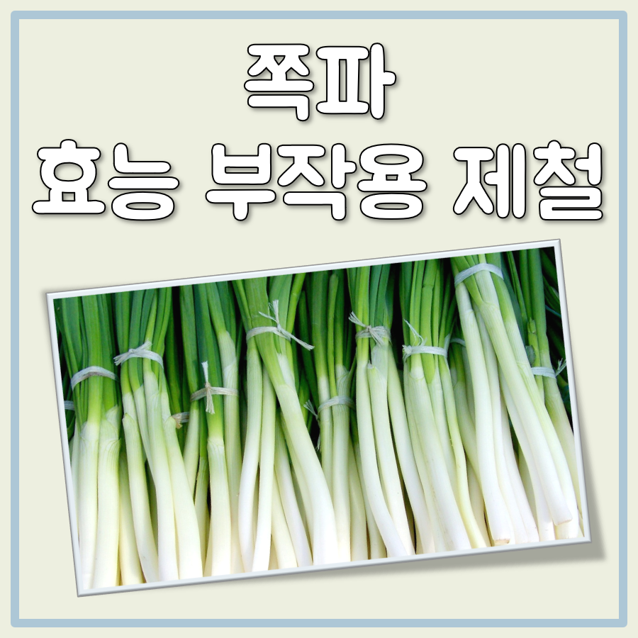 쪽파 효능 부작용 제철