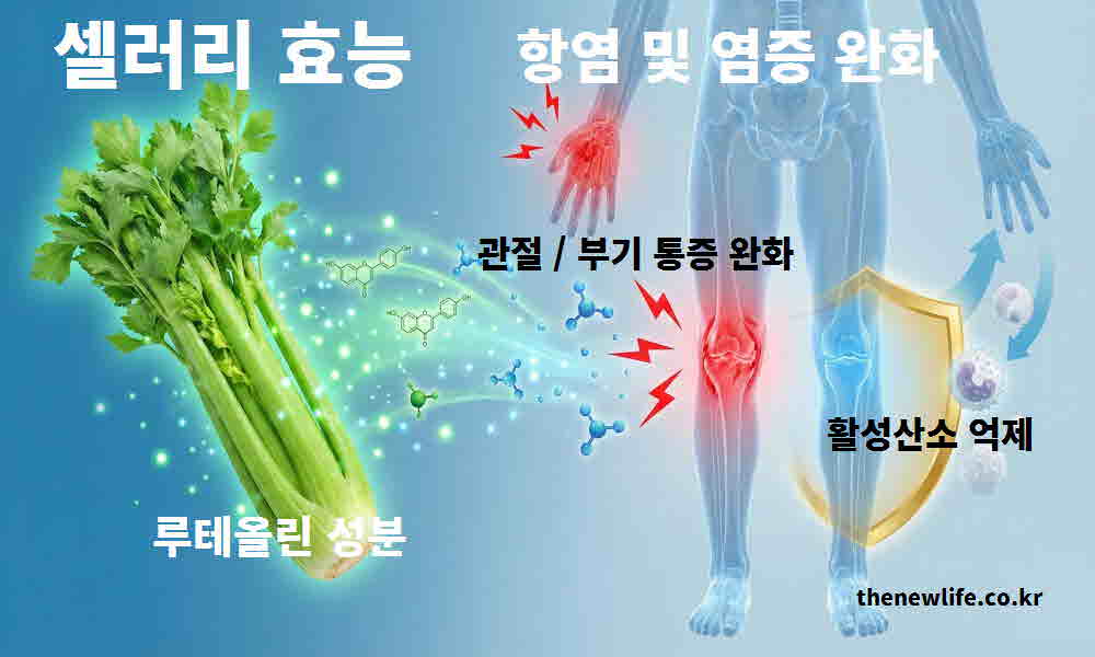 셀러리 효능 항염 염증 완화