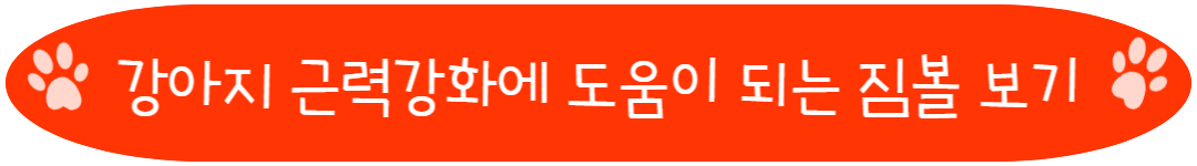 강아지 근력강화에 도움이 되는 짐볼