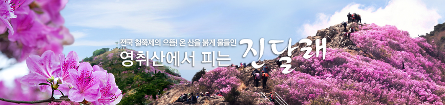 개나리 진달래 벚꽃 개화시기