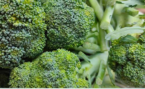 강력한 항산화로 암예방까지 브로콜리