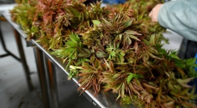 눈개승마 이미지