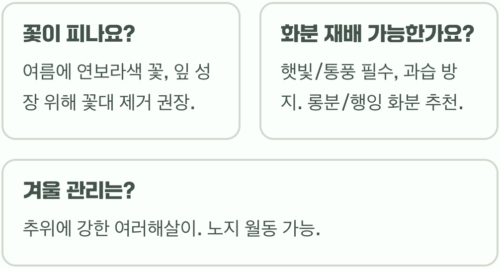벨벳 같은 잎, 램스이어 키우기 A to Z