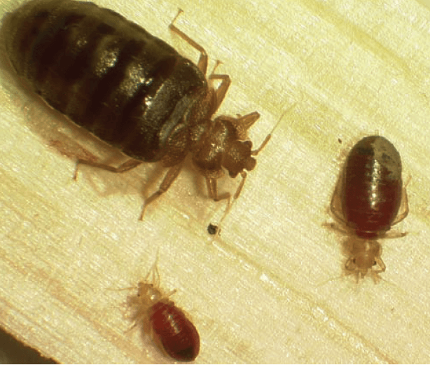 빈대 퇴치법과 효과적인 빈대 퇴치제