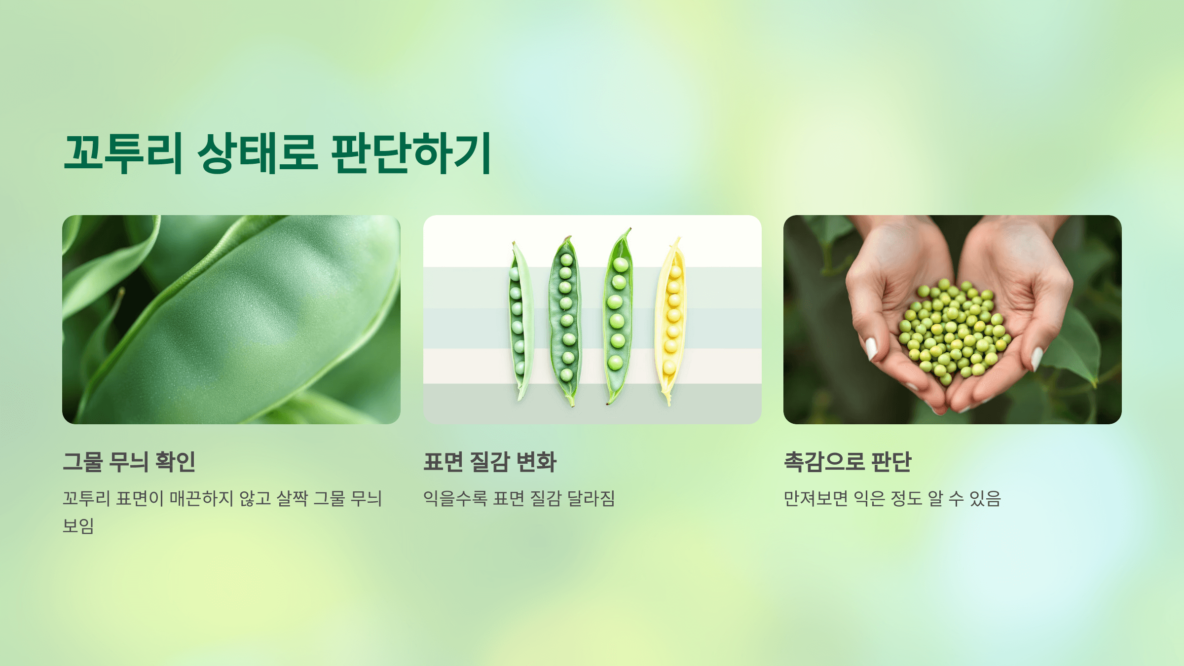 완두콩 사진입니다.