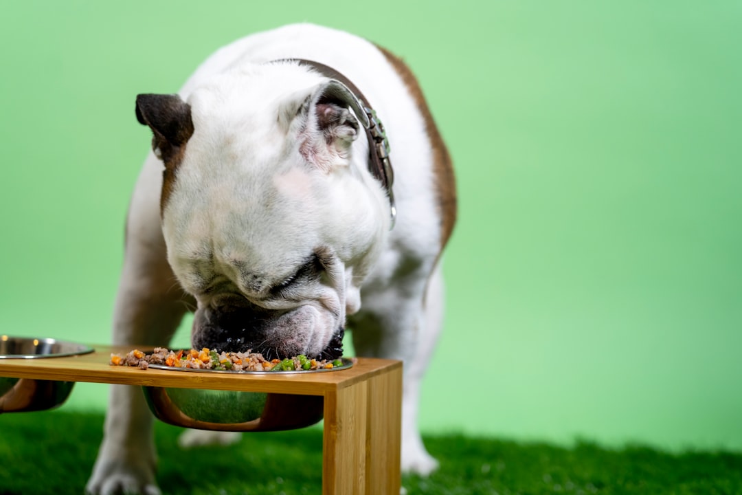 Dog food