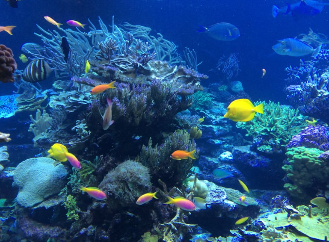 다양한 종류의 물고기