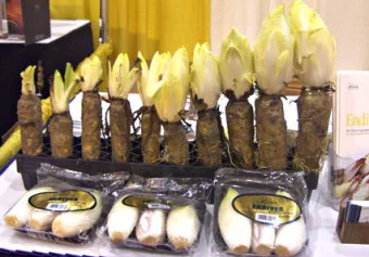 엔다이브 재배 상토 선정 배수 통풍 연속 수확_12