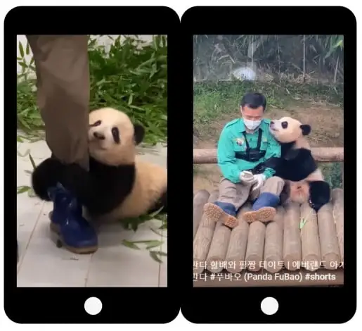 푸바오-반환-이유