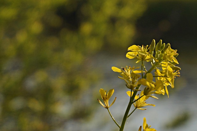 구리 유채꽃 축제 기본정보&amp;#44; 일정&amp;#44; 기간&amp;#44; 출연진 