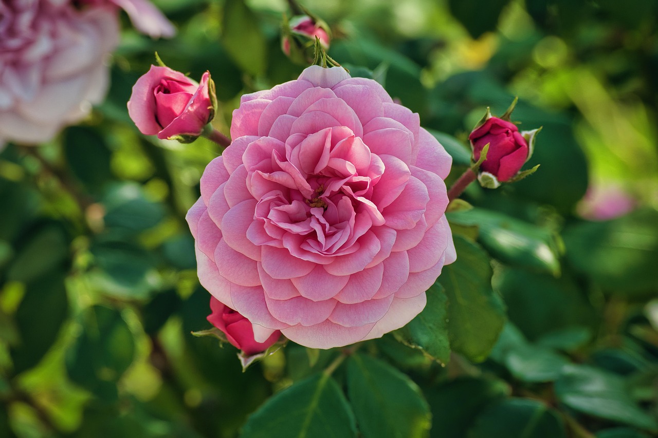 곡성 세계장미축제