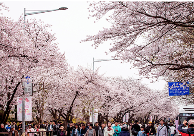여의도 봄꽃축제