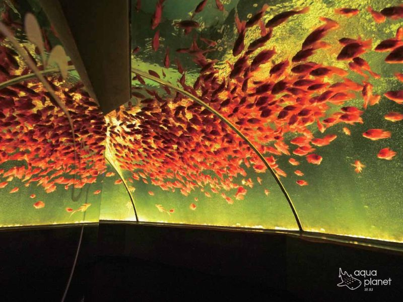 아쿠아플라넷 제주