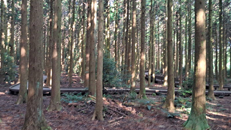 제주_사려니숲길