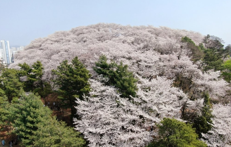 대전-테미공원