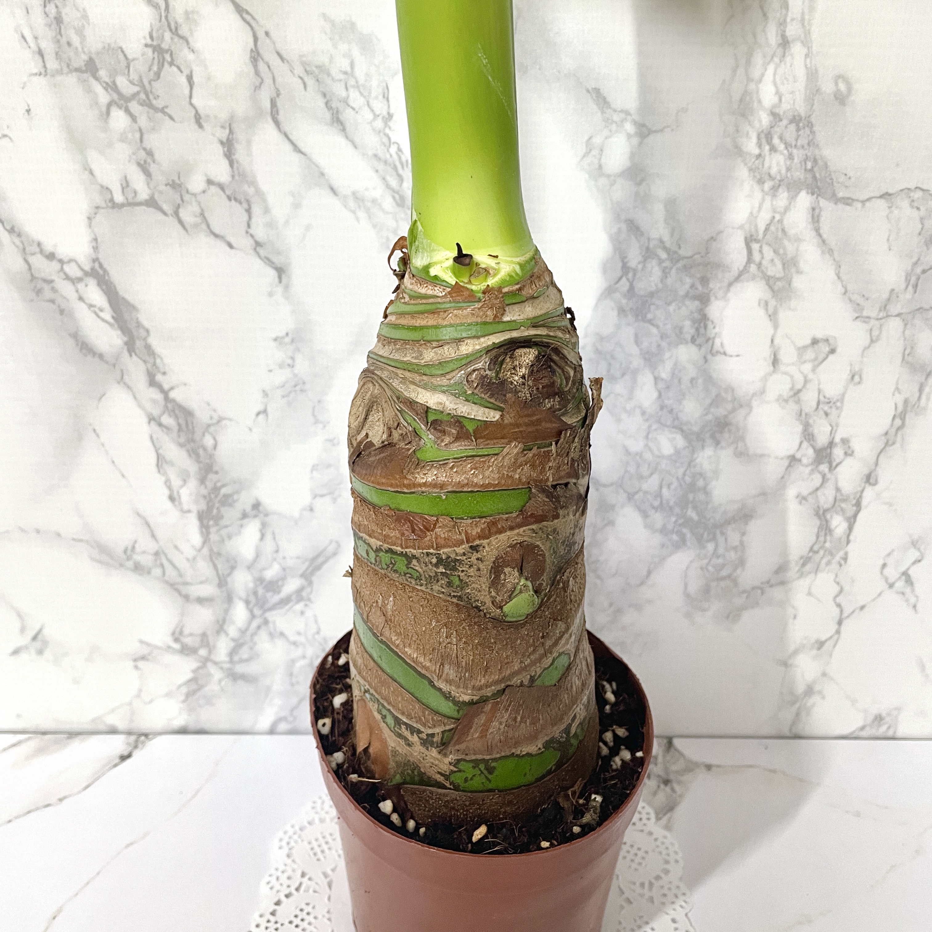 알로카시아 키우기&amp;#44; 종류&amp;#44; 번식&amp;#44; 꽃말