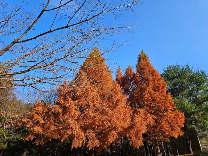 충청남도산림박물관
