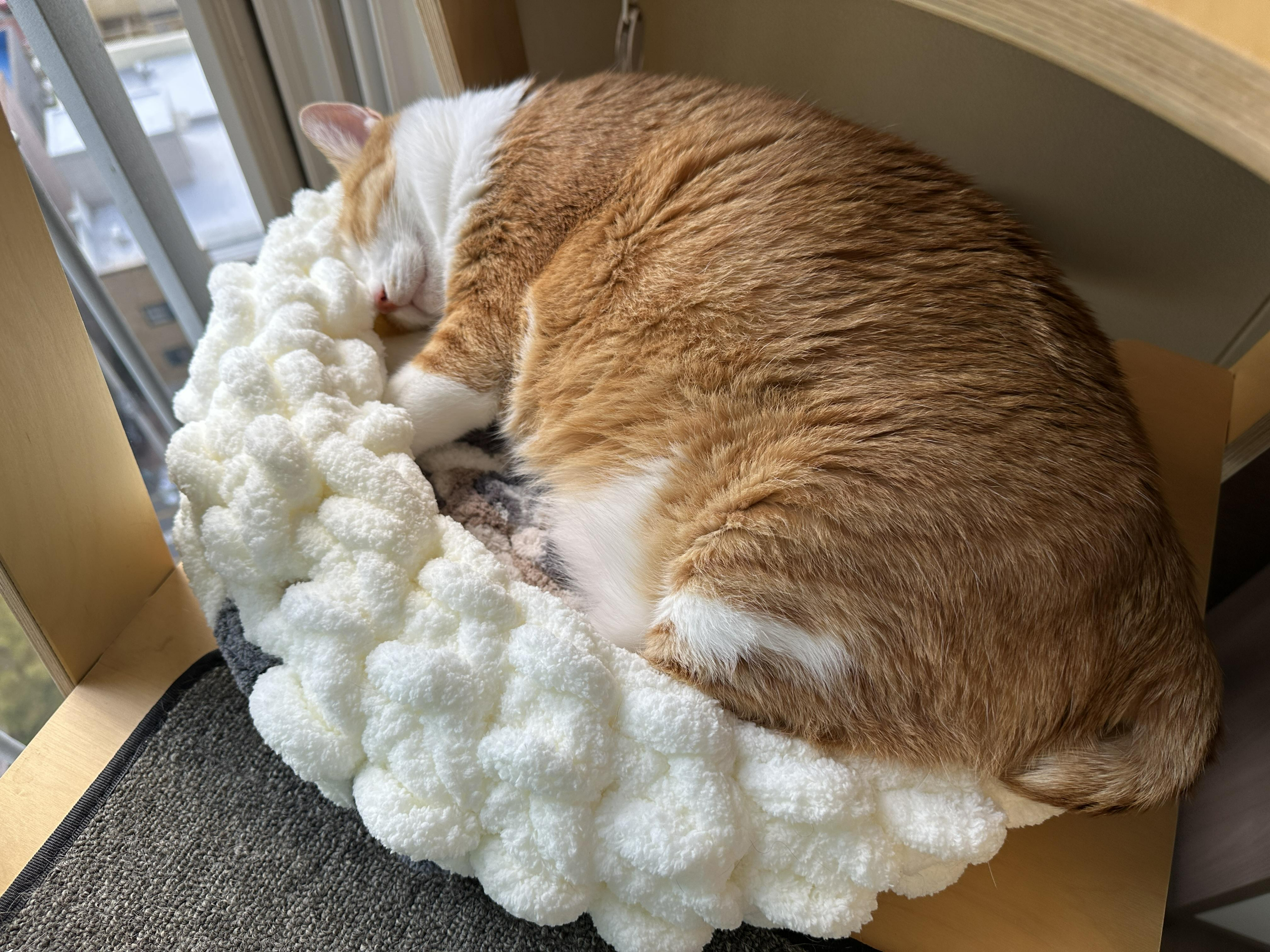 따뜻한_햇살_아래에서_엄마가_만들어준_바구니_안에서_잠자고_있는_치즈냥이_호야_7