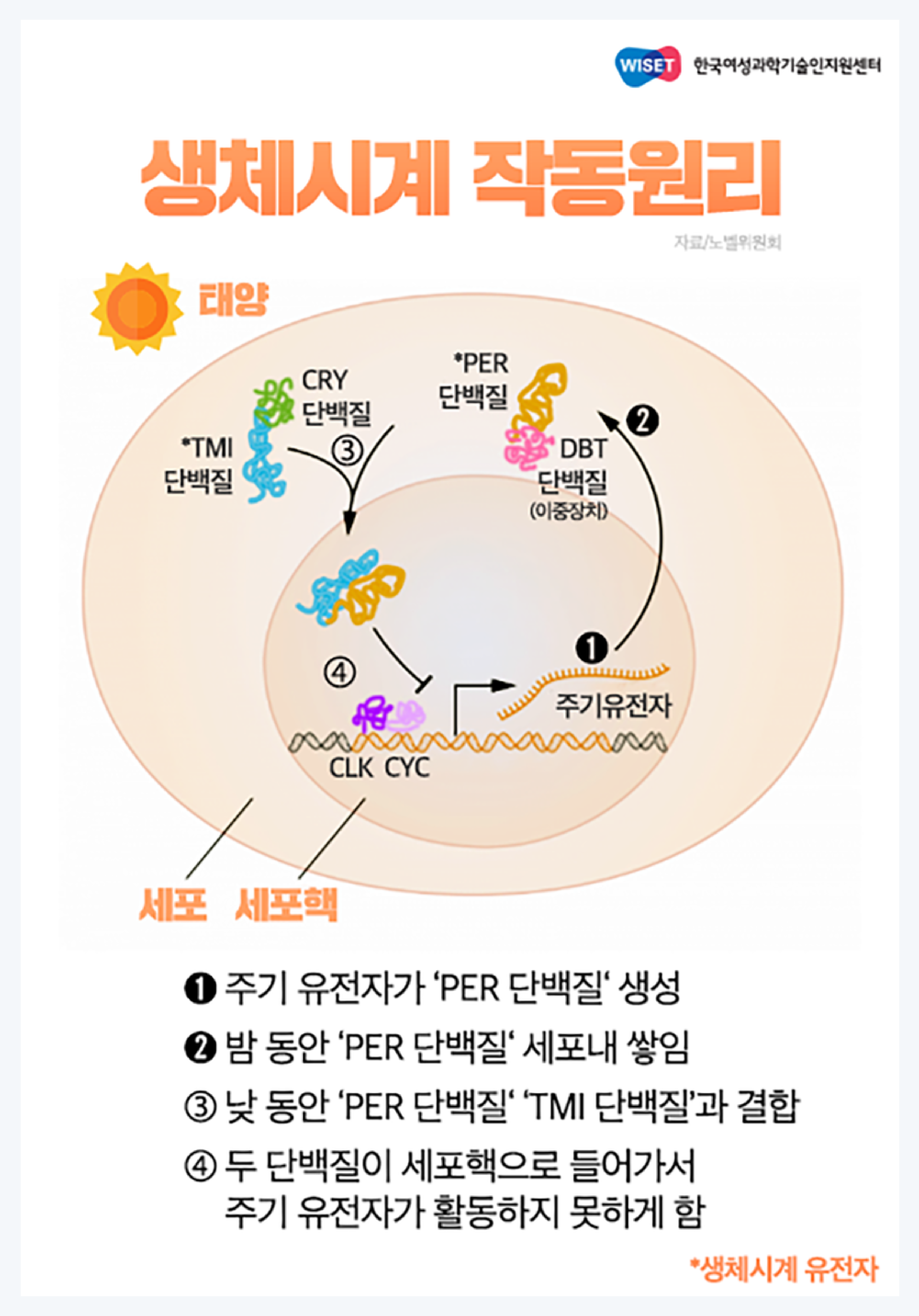 생체시계, 시차증후군
