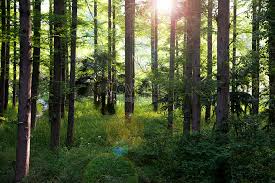 산림산업기사 응시자격 시험일정