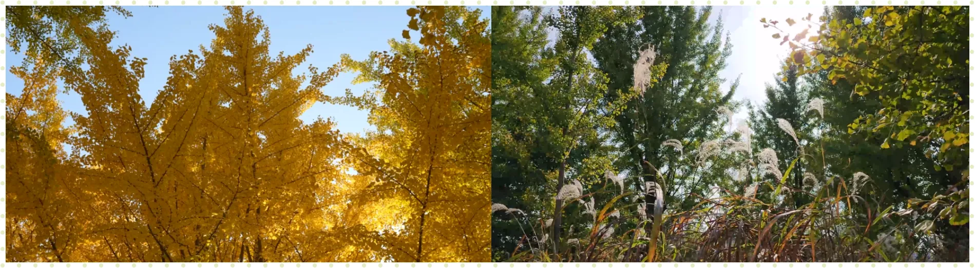 여주 강천섬 유원지 단풍