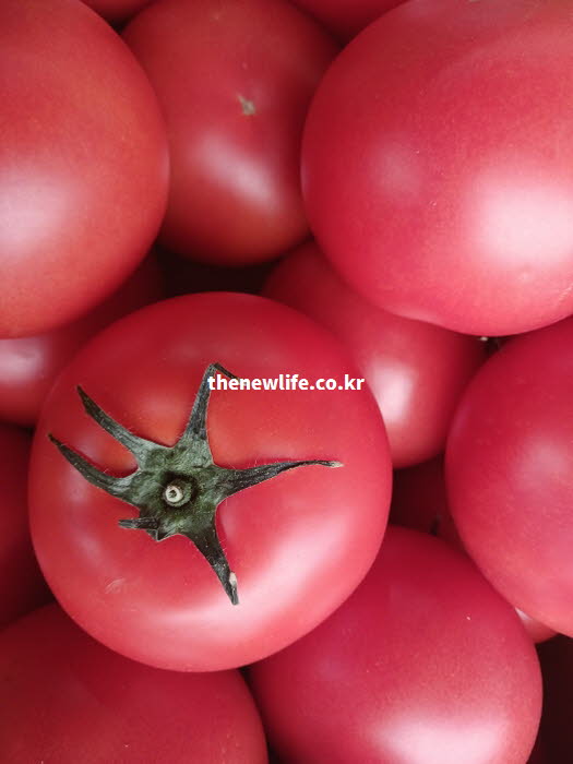 토마토 효능인 식이섬유의 섭취가 체지방 억제에 기여하는 과정을 보여주는 실사진