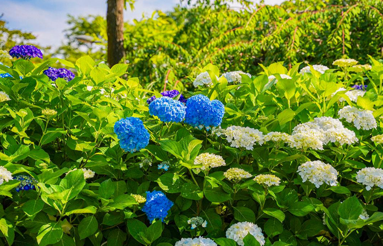 제주 송당동화마을