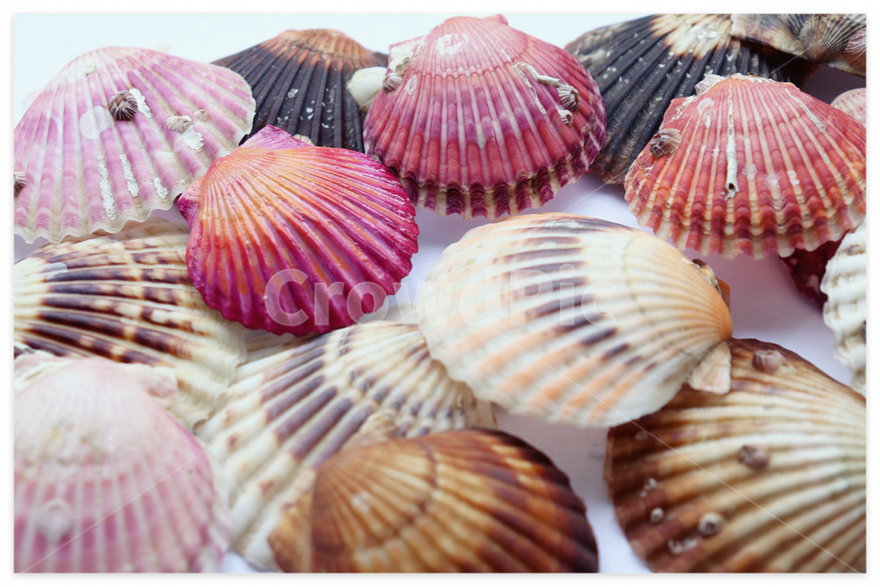 ​아르기닌-많은-음식