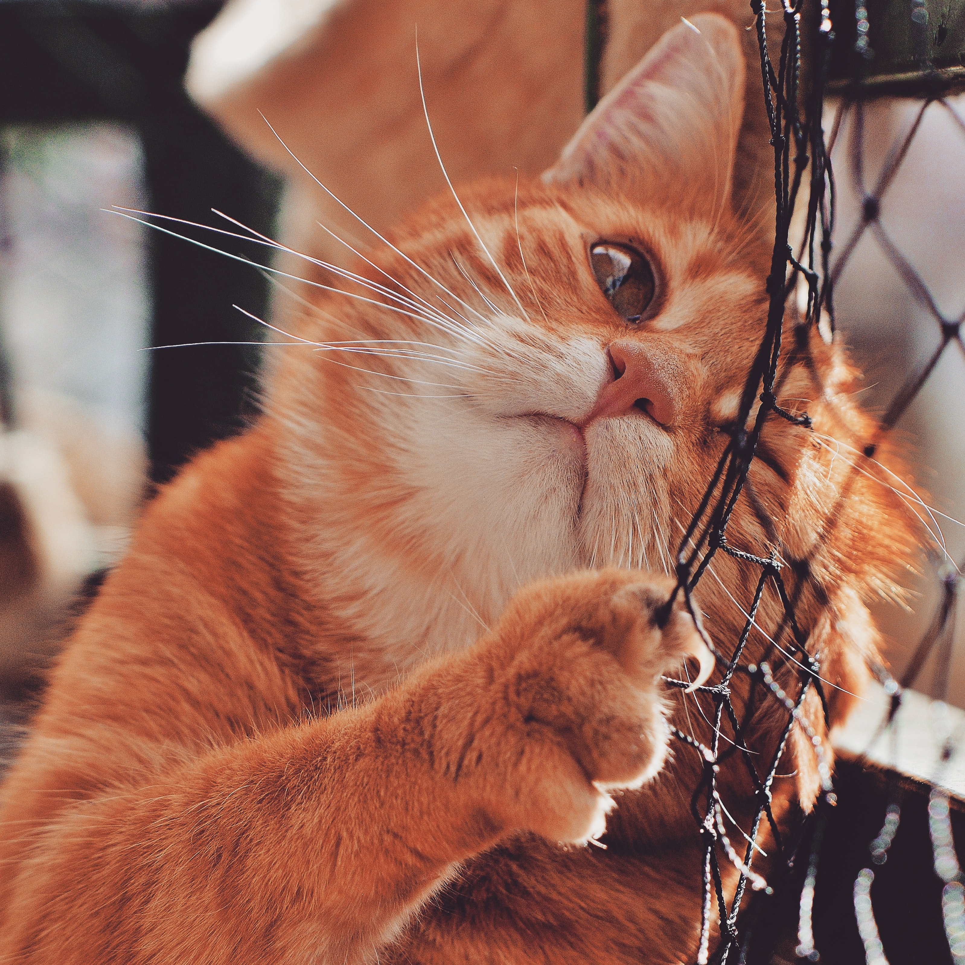 고양이 사회화