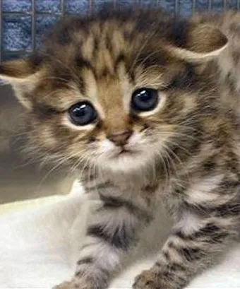 &amp;quot;고양이과