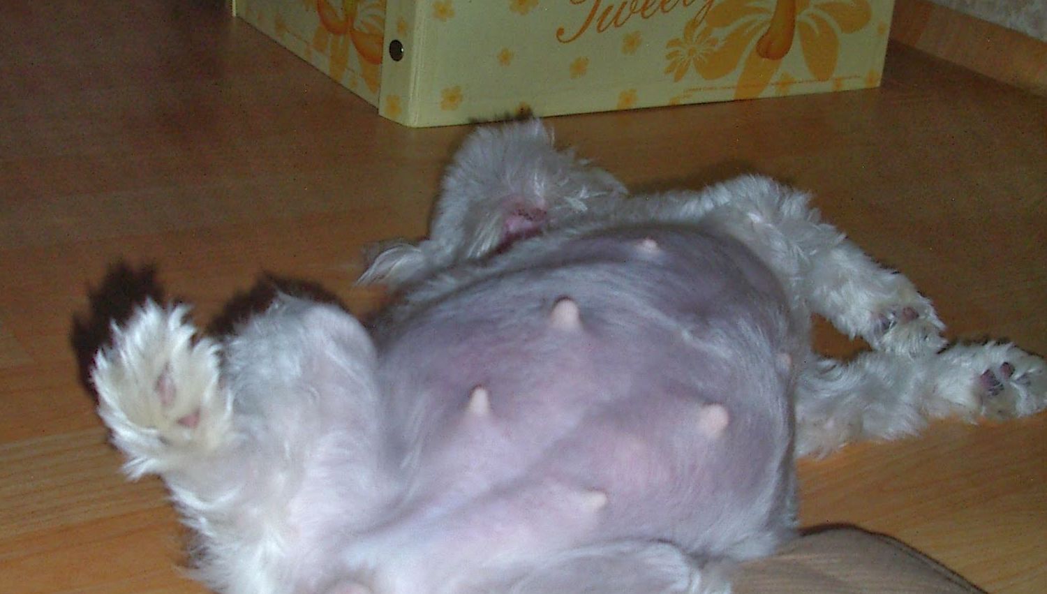 반려견의 임신과 출산 관리