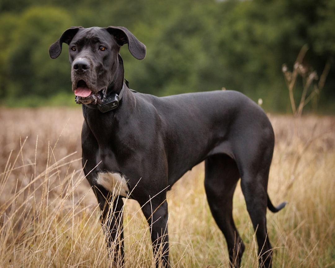 Black dog