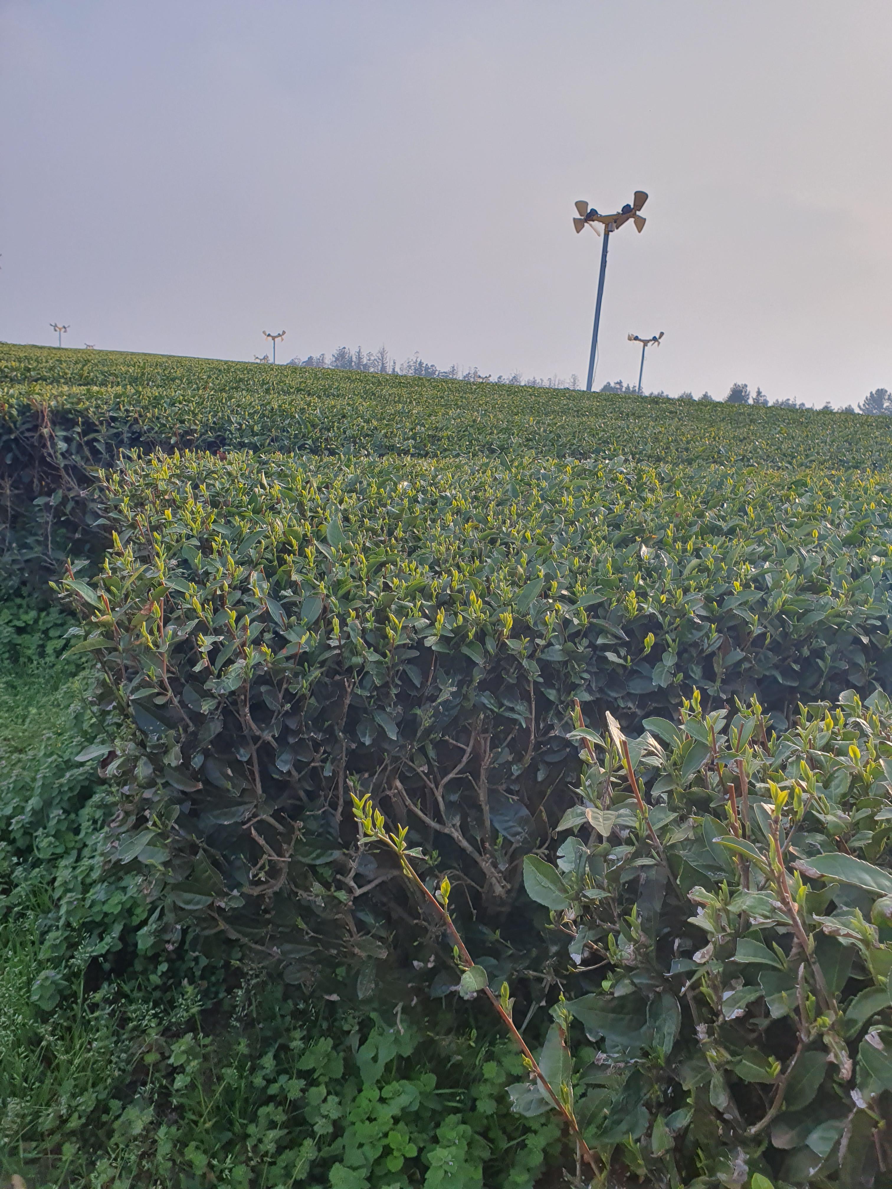 제주 수망다원 카페 앞에 있는 녹차