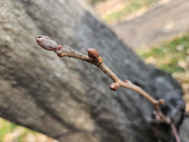 물오리나무 겨울눈2