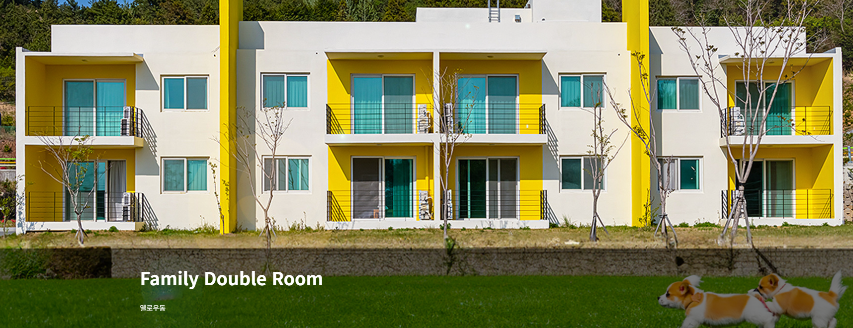 전라남도 완도 루미아호텔 펫룸 완벽 정리