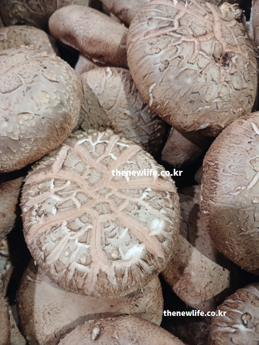 저칼로리로 포만감 유지하는 다이어트 표고버섯 효능