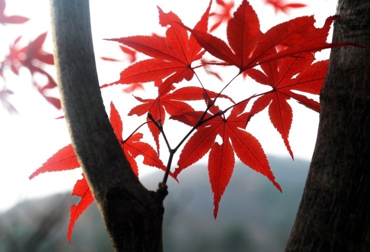 단풍 구경 명소