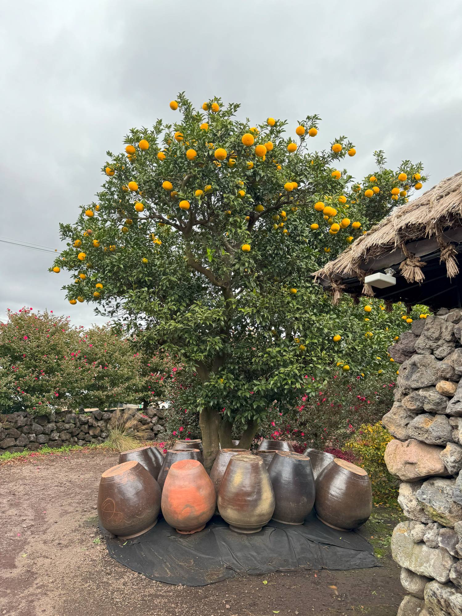 제주 휴애리 자연생활공원 사진3