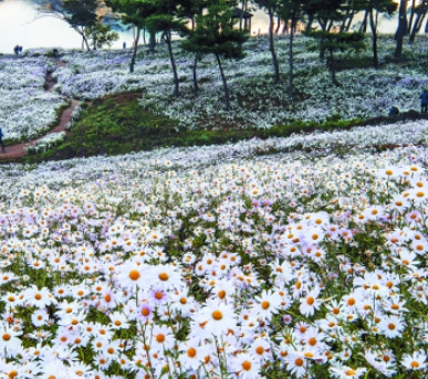 가을 꽃-구절초